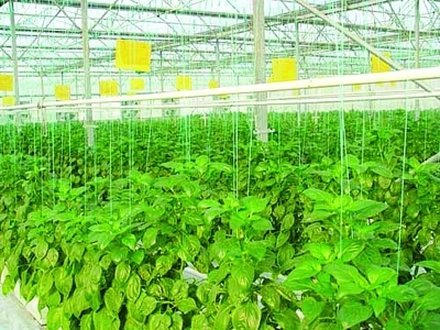 設(shè)施農(nóng)業(yè)+初見(jiàn)經(jīng)濟(jì)效益