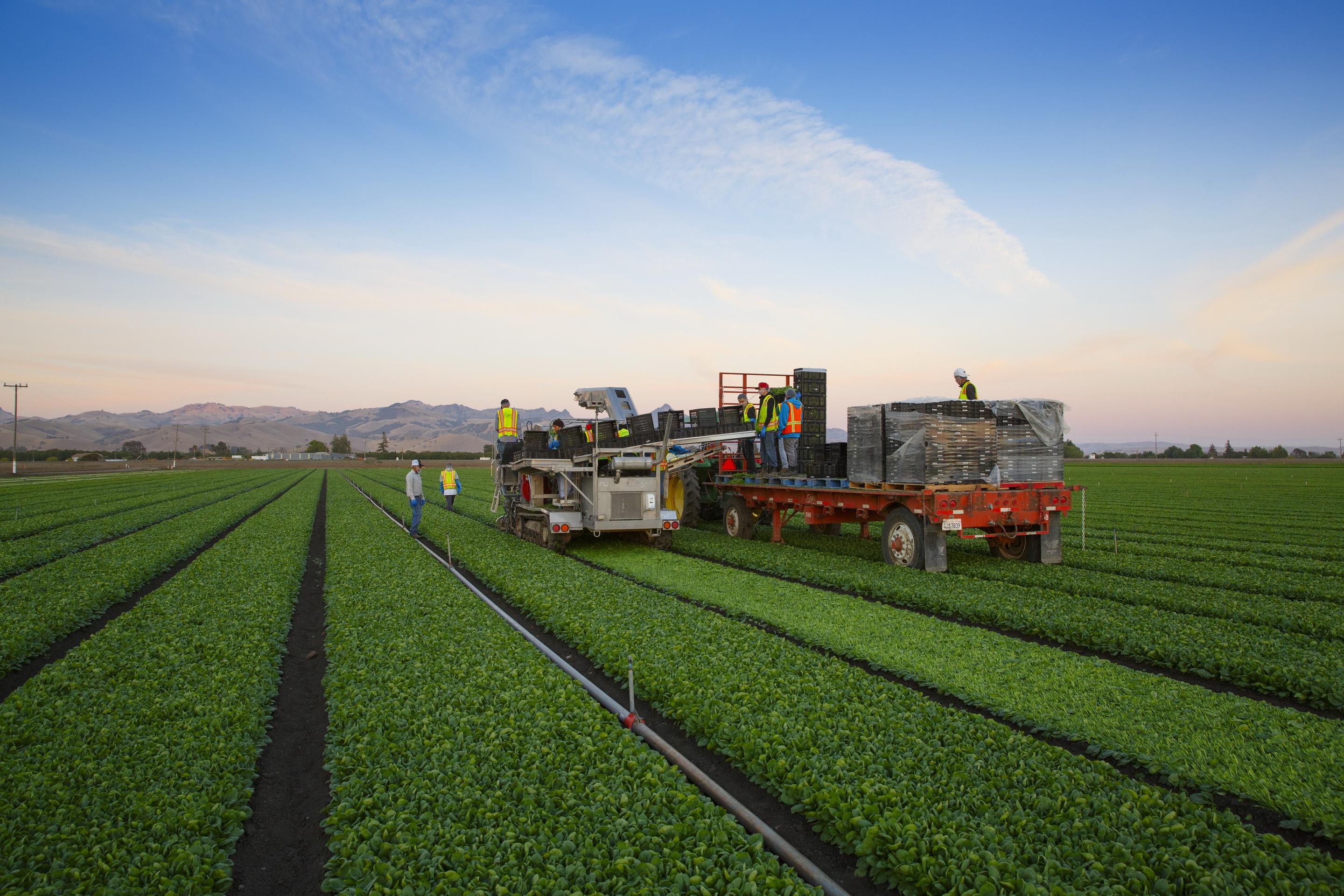 蔬菜收割(農業(yè)機械)? - 