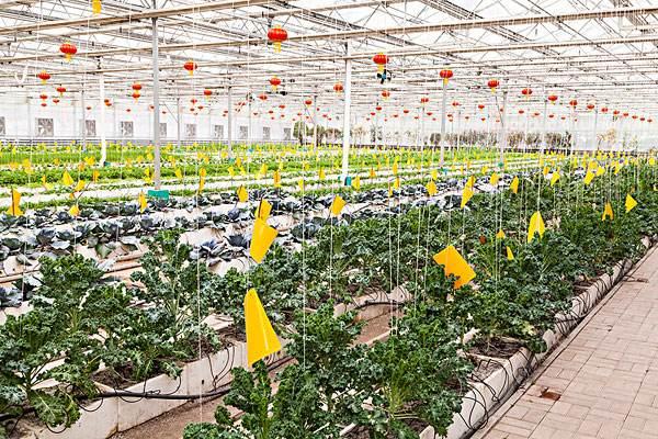 智慧農業物聯網智能大棚環境監測系統的應用前景