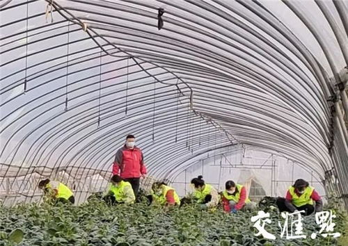 江蘇戰(zhàn)疫全景圖 無錫 預(yù)計挽回?fù)p失約10萬元 錫菜通 今年首單農(nóng)產(chǎn)品交易落地