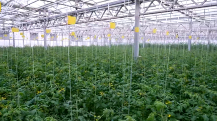 河北的凈菜、智利的車?yán)遄?是怎么第一時間到我們的餐桌上的?