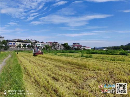 武寧縣官蓮鄉(xiāng) 防汛抗旱聯(lián)動農(nóng)業(yè)生產(chǎn) 保產(chǎn)業(yè)促豐收 組圖