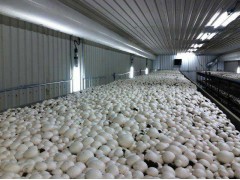 全年供應雙孢菇、白蘑菇_雙孢菇_鮮品_產品庫_中國食用菌商務網