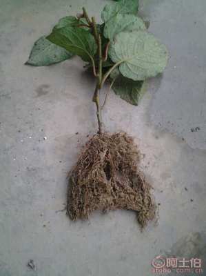 【雅安獼猴桃苗新品種【紅心獼猴桃苗價(jià)格】】獼猴桃苗,價(jià)格,廠家,供應(yīng)商,其他農(nóng)業(yè),雅安市名山區(qū)惠農(nóng)苗木種植農(nóng)民專業(yè)合作社 - 產(chǎn)品庫