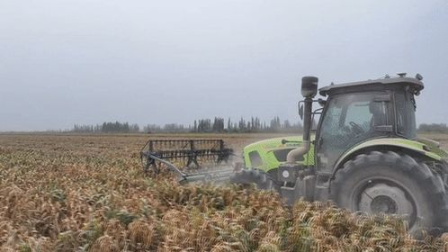 谷子在麥蓋提鹽堿地 逆襲 復播試驗首獲成功 開啟農業新篇章