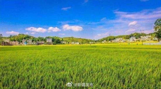 新疆6地入選2020年農(nóng)業(yè)產(chǎn)業(yè)強(qiáng)鎮(zhèn)建設(shè)名單