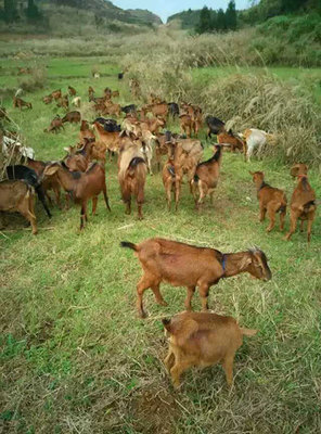 羊肉公司|羊肉公司廠(chǎng)家|軍袍農(nóng)業(yè)供圖片|羊肉公司|羊肉公司廠(chǎng)家|軍袍農(nóng)業(yè)供產(chǎn)品圖片由浙江軍袍農(nóng)業(yè)開(kāi)發(fā)公司生產(chǎn)提供-