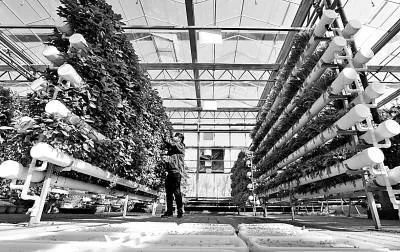 未來農業科技暢想曲:植物工廠、智慧農業、功能食品