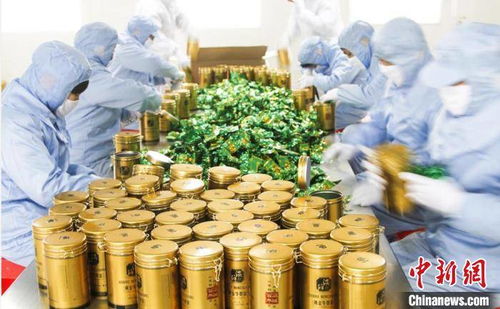 萬畝 豐縣牛蒡 助力鄉(xiāng)村振興 漢皇故里江蘇豐縣再領(lǐng)風(fēng)騷