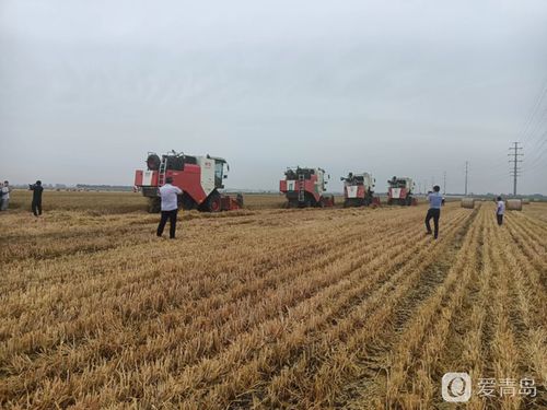 青島市農(nóng)業(yè)生產(chǎn)社會(huì)化服務(wù)現(xiàn)場觀摩會(huì)在萊西市姜山鎮(zhèn)召開