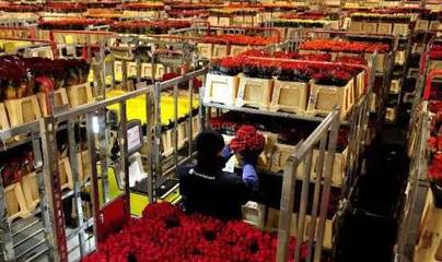 荷蘭創(chuàng)意農(nóng)業(yè):高科技的產(chǎn)業(yè)鏈整合