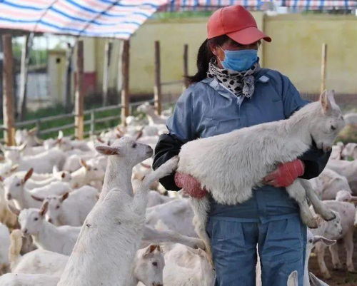 岐山農(nóng)業(yè)新藍(lán)圖 一碗面帶動觀光農(nóng)業(yè)與養(yǎng)殖業(yè)騰飛