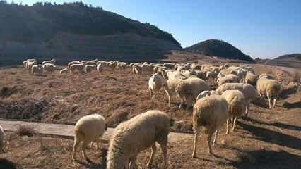 浙江軍袍農(nóng)業(yè) 專業(yè)供應(yīng)優(yōu)質(zhì)小尾寒羊，以實(shí)力鑄就信賴