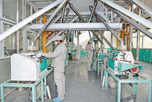 蕎麥加工前景廣闊，現代農業新引擎