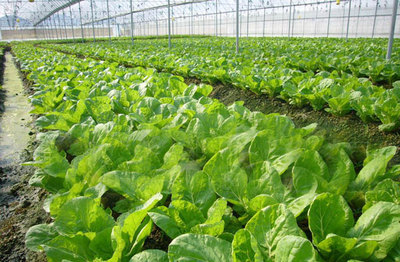 榆林明杰農業 深耕黃土高原，打造特色農業開發與產品新標桿