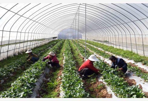 打造“第一車間” 農業農村部推動農產品精深加工，今年將發布百強企業名單